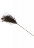 Pawie piórko do seksu igraszek Peacock Tickler
